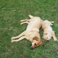 Hondenbaas Oostende van Snoepie en Friska