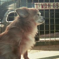 Hondenopvang Gent: Emma
