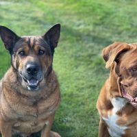 Hondenbaas Lommel van Lavena en Bolt 