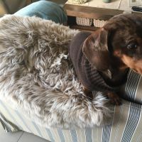 Hondenopvang Diepenbeek: Patricia