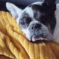 Hondenuitlaatdienst Brecht: Nancy 