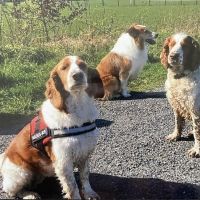Hondensitter Wilrijk: Sven
