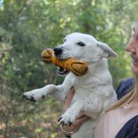 Hondenuitlaatdienst Oostham: Shana