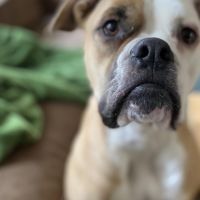 Thuisjob hondensitter Borgerhout: hond Nova