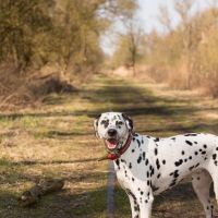 Thuisjob hondensitter Kruibeke: hond Lola