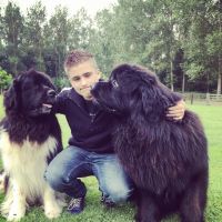 Hondenuitlaatdienst Mechelen: Nathan