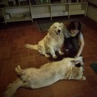 Hondenuitlaatdienst Brasschaat: Dominique