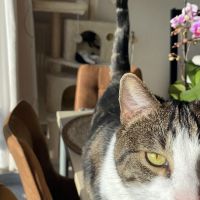 Hondensitter Lokeren: Aleyna