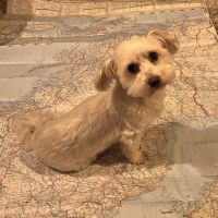 Thuisjob hondensitter Kortrijk: hond Flappie
