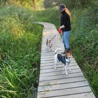 Hondensitter Herk-de-Stad: Sandy