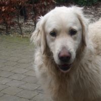 Hondensitter Berlaar: Wim