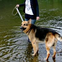 Hondensitter Turnhout: Nicky