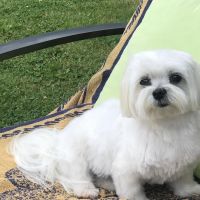 Hondenbaas Roeselare van Kiki