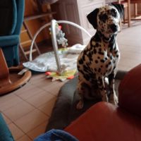 Hondenuitlaatdienst Deurne (Antwerpen): Emma