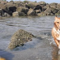 Hondenbaas Kortrijk van Nora