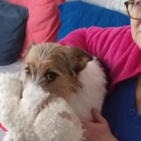 Hondensitter Turnhout: Clara