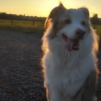 Hondenuitlaatdienst Mortsel: Quinten
