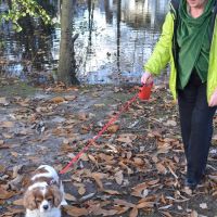 Hondenuitlaatdienst Gent: Gerda