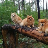 Hondensitter Schoten: Marlies