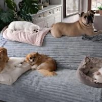 Hondenbaas Nijlen van Bailey - Bo - Lily - Bibi - Dasja - Vita