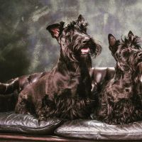 Hondenbaas Wilrijk van Tyga & Vinnie