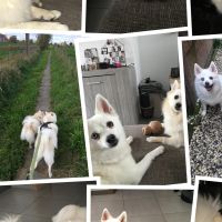 Hondensitter Zulte: Catherine