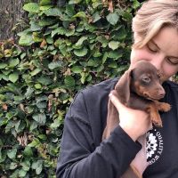 Hondenuitlaatdienst Gent: Klara