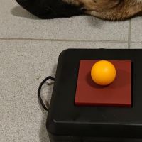 Hondenbaas Turnhout van Buddy