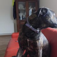 Hondenbaas Mol van Cody