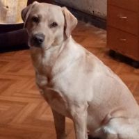 Hondenuitlaatdienst Antwerpen: Anissa