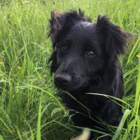 Thuisjob hondensitter Kasterlee: hond Mark Venbrux