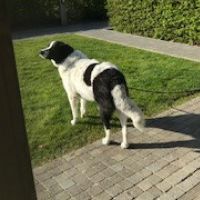 Hondenbaas Gent van Ouzo ( adelphos) - canis vulgaris