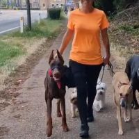 Hondenopvang Herentals: Kelly
