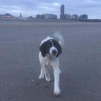 Hondenbaas Oostende van BOY