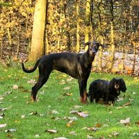 Thuisjob hondensitter Keerbergen: hond Fanny & Cora