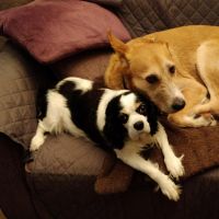 Thuisjob hondensitter Oostrozebeke: hond Lyano en Nouga