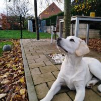 Thuisjob hondensitter Mol: hond pepper