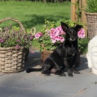 Thuisjob hondensitter Merksplas: hond Elly Nikken