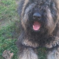 Hondenuitlaatdienst Deurne (Antwerpen): Klea