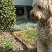 Hondenbaas Lint (Antwerpen) van Prince