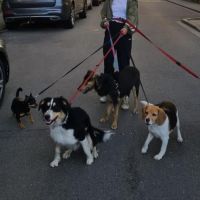 Hondenopvang Heverlee: Nyla