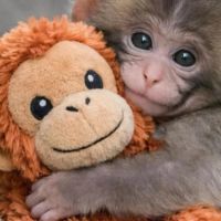 Hondensitter Koningshooikt: Marleen 