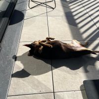 Hondensitter Koningshooikt: Marleen 
