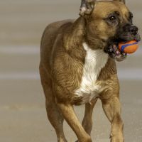 Hondenbaas Oostende van TOET