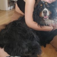Hondenuitlaatdienst Lier: Xanthe 