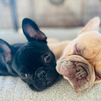 Hondenbaas Antwerpen van Henri ,Mikey 