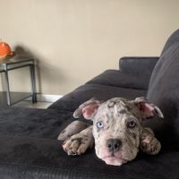 Hondenbaas Hasselt van Billie