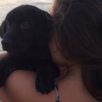 Hondenuitlaatdienst Brussel / Bruxelles: PALOMA