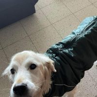 Hondenbaas Gent van Lana 