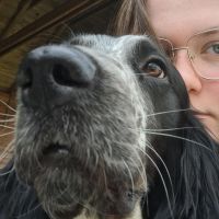 Hondensitter Aarschot: Jana